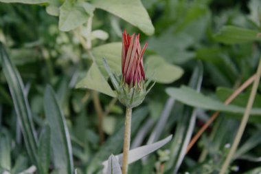 Üç Renkli Syn. G. Splendens, Gazania rigens veya Hazine çiçeği.