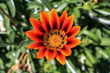 Üç Renkli Syn. G. Splendens, Gazania rigens veya Hazine çiçeği.