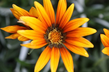 Üç Renkli Syn. G. Splendens, Gazania rigens veya Hazine çiçeği.