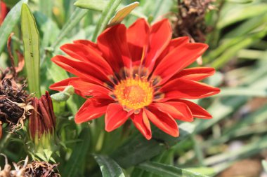 Üç Renkli Syn. G. Splendens, Gazania rigens veya Hazine çiçeği.