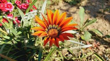 Üç Renkli Syn. G. Splendens, Gazania rigens veya Hazine çiçeği.