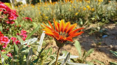 Üç Renkli Syn. G. Splendens, Gazania rigens veya Hazine çiçeği.