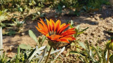 Üç Renkli Syn. G. Splendens, Gazania rigens veya Hazine çiçeği.