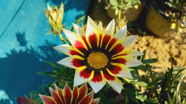 Üç Renkli Syn. G. Splendens, Gazania rigens veya Hazine çiçeği.