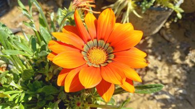 Üç Renkli Syn. G. Splendens, Gazania rigens veya Hazine çiçeği.