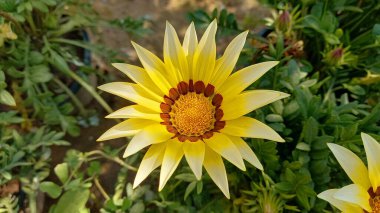 Üç Renkli Syn. G. Splendens, Gazania rigens veya Hazine çiçeği.