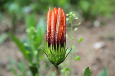 Üç Renkli Syn. G. Splendens, Gazania rigens veya Hazine çiçeği.