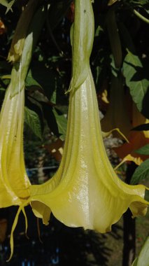 Borrachero, Borrachero Tree, Floripondio, Golden Angels Trompet, Golden Tree Datura, Goldene Baumdatura, Guantu, Huacachu, Huanto, Maicoa, Toe, Tonga, Yellow Tree Datura veya Brugmansia aurea