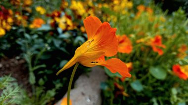 Garden Naturtium, Indian Cress veya Monk Cress Kırmızı ve Sarı Çiçekler