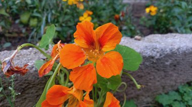 Garden Naturtium, Indian Cress veya Monk Cress Kırmızı ve Sarı Çiçekler