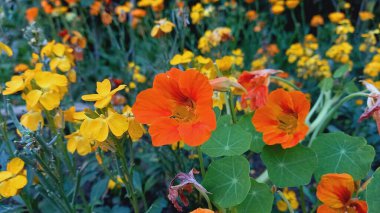 Garden Naturtium, Indian Cress veya Monk Cress Kırmızı ve Sarı Çiçekler