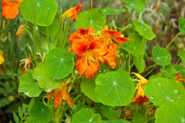 Garden Naturtium, Indian Cress veya Monk Cress Kırmızı ve Sarı Çiçekler