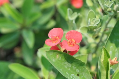 taç dikenler veya Atatürk milli