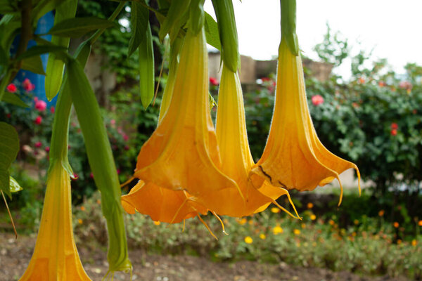 Borrachero, Borrachero Tree, Fabpondio, Golden Angels Trumpet, Golden Tree Datura, Golfedatura, Guantu, Huacacachu, Huanto, Maicoa, Toe, Tonga, Yellow Tree Datura or Brugmansia aurea