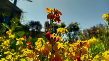 Kanlı savaşçı, Wall gilliflower, Yellow gilliflower, Bleeding heart, Winter gilliflower, Salça yalnız Cheiranthus cheiri, Erysimum suffruticosum, Erysimum x cheiri