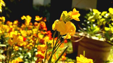 Kanlı savaşçı, Wall gilliflower, Yellow gilliflower, Bleeding heart, Winter gilliflower, Salça yalnız Cheiranthus cheiri, Erysimum suffruticosum, Erysimum x cheiri