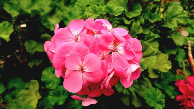 Sardunya veya pelargonyum. Güzel çiçekler.