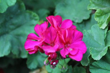 Sardunya veya pelargonyum. Güzel çiçekler.