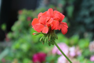 Sardunya veya pelargonyum. Güzel çiçekler.