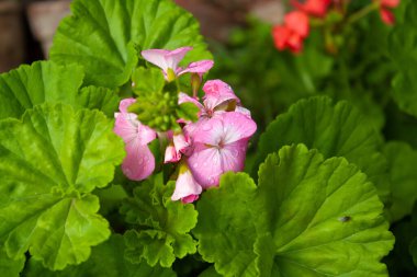 Sardunya veya pelargonyum. Güzel çiçekler.