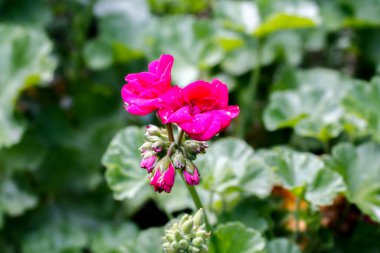 Sardunya veya pelargonyum. Güzel çiçekler.