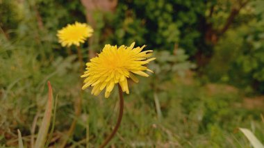 Flower of Cankerwort, Irish Daisy, Monks head, Dandelion, Blowball, Priest's crown or puff ball clipart