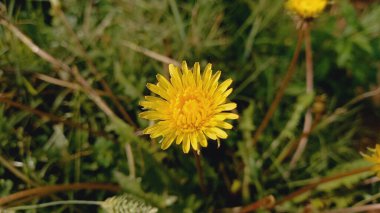 Cankerwort 'un Çiçeği, İrlandalı Daisy, Keşişlerin başı, Karahindiba, Tüy Topu, Rahibin tacı veya tüy yumağı