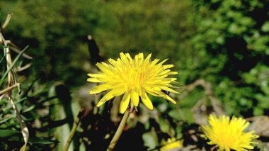 Flower of Cankerwort, Irish Daisy, Monks head,Dandelion, Blowball, Priest's crown or puff ball clipart