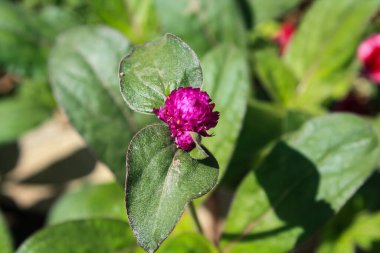 Küresel güzellikte mor çiçekler