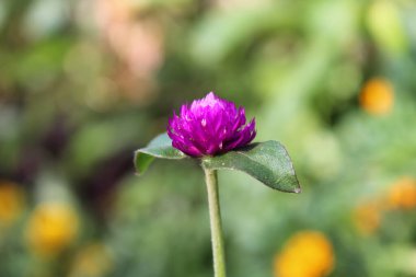 Küresel güzellikte mor çiçekler