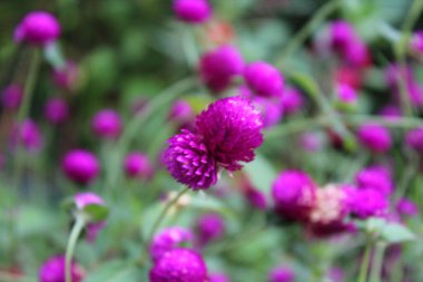 Küresel güzellikte mor çiçekler