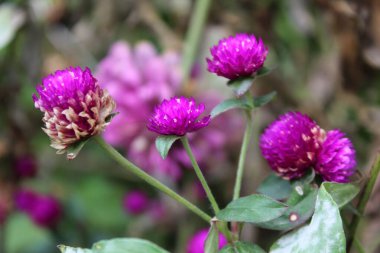 Küresel güzellikte mor çiçekler