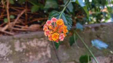 Lantana, verbena, büyük adaçayı, korsu wiri, tickberry, Batı Hint lantana, umbelanterna, ve Gu Phool