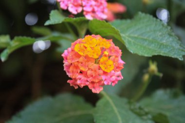 Lantana, verbena, büyük adaçayı, korsu wiri, tickberry, Batı Hint lantana, umbelanterna, ve Gu Phool