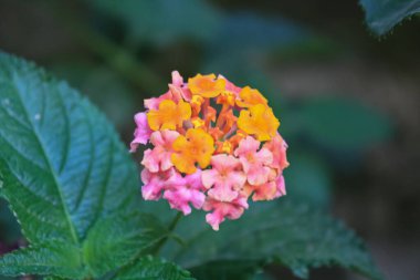 Lantana, verbena, büyük adaçayı, korsu wiri, tickberry, Batı Hint lantana, umbelanterna, ve Gu Phool