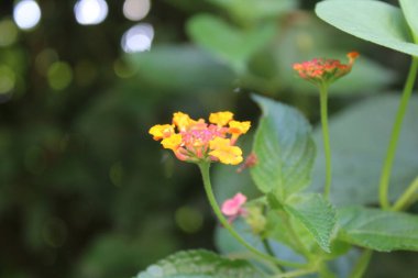 Lantana, verbena, büyük adaçayı, korsu wiri, tickberry, Batı Hint lantana, umbelanterna, ve Gu Phool