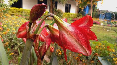 Lilly, Amaryllis veya Hippeastrum kırmızı çiçekleri
