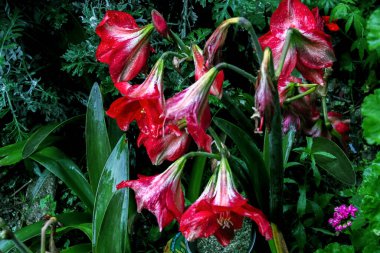 Lilly, Amaryllis veya Hippeastrum kırmızı çiçekleri