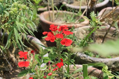 Verbena, Herb of the cross or Vervain Flowers clipart