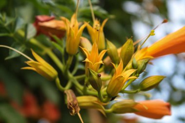 Çin Trompet Sarmaşığı, Sinekkuşu Sarmaşığı, İnek Sarmaşığı, Trompet Sarmaşığı, Şeytani ayakkabı bağı, Tilki Sarmaşığı