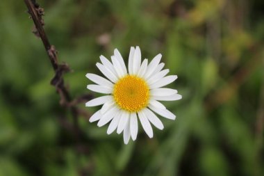 Leucanthemum vulgare, Ox-eye Daisy, Dog Daisy, Marguerite veya daimi kır çiçeği