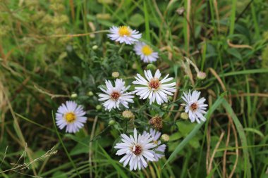 Leucanthemum vulgare, Ox-eye Daisy, Dog Daisy, Marguerite veya daimi kır çiçeği