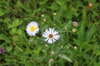 Leucanthemum vulgare, Ox-eye Daisy, Dog Daisy, Marguerite veya daimi kır çiçeği