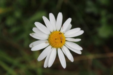Leucanthemum vulgare, Ox-eye Daisy, Dog Daisy, Marguerite veya daimi kır çiçeği
