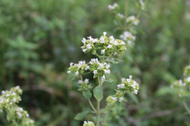 Pot Marjoram, Origanum Onites or Cretan oregano clipart