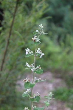 Esrar Marjoram, Origanum Onites veya Girit keklikotu