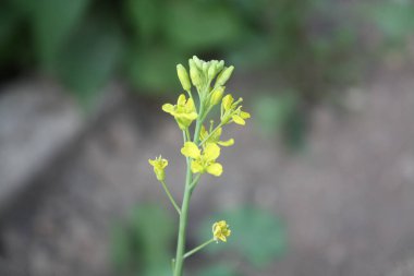 Güzel Brassica ya da hardal sarısı çiçekler