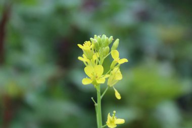 Güzel Brassica ya da hardal sarısı çiçekler