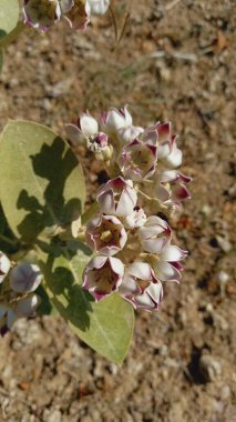 Calotropis Procera Sapling Plant, Apple Of Sodom, Aak, Madar, or Giant Milkweed plants and flowers in a hilly or mountain area clipart