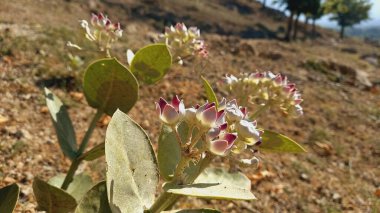 Calotropis Procera Sapling Bitkisi, Sodom, Aak, Madar Elması, ya da tepelik ya da dağlık bir alandaki dev yosun bitkileri ve çiçekler